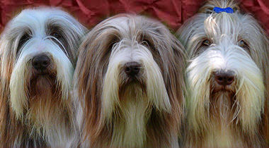 Wookiee Gang Beardies